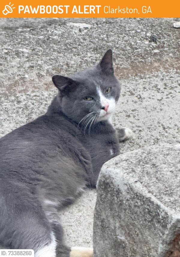 Found/Stray Male Cat last seen Mirador Idlewood apmt, Clarkston, GA 30021