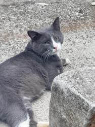 Found/Stray Male Cat last seen Mirador Idlewood apmt, Clarkston, GA 30021