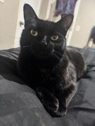 Lost Female Cat last seen Peale road, cottonwood road, Wimberley, TX 78676