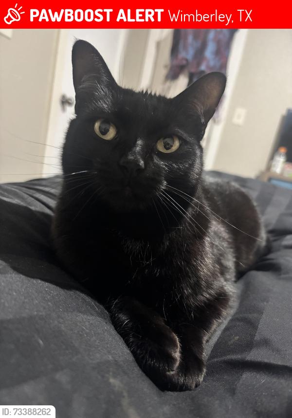 Lost Female Cat last seen Peale road, cottonwood road, Wimberley, TX 78676