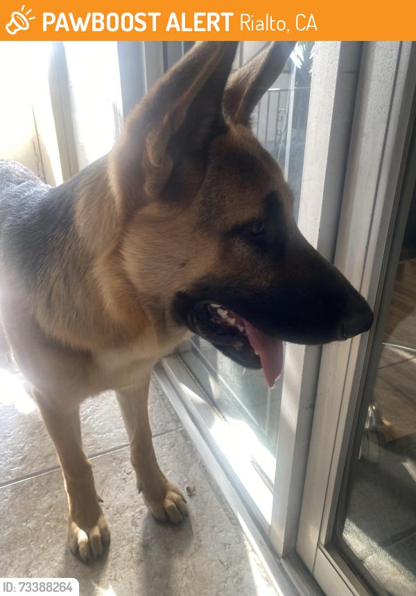 Found/Stray Male Dog last seen Riverside and foothill, Rialto, CA 92376