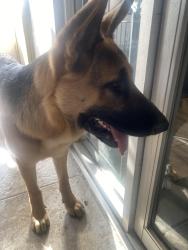 Found/Stray Male Dog last seen Riverside and foothill, Rialto, CA 92376