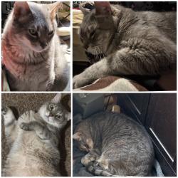 Reunited Male Cat last seen Near Fannie St, McDonald, PA 15057, USA, McDonald, PA 15057