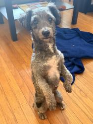 Found/Stray Male Dog last seen 20th and San Carlos Streets, San Francisco, CA 94110