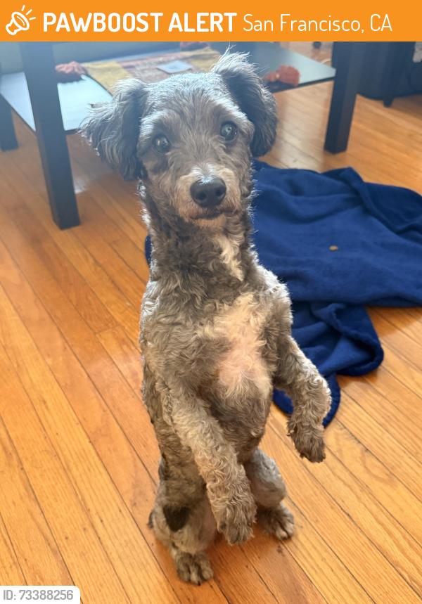 Found/Stray Male Dog last seen 20th and San Carlos Streets, San Francisco, CA 94110