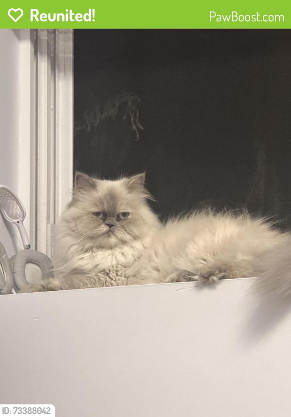 Reunited Female Cat last seen Near holland ave apmt, The Bronx, NY 10462