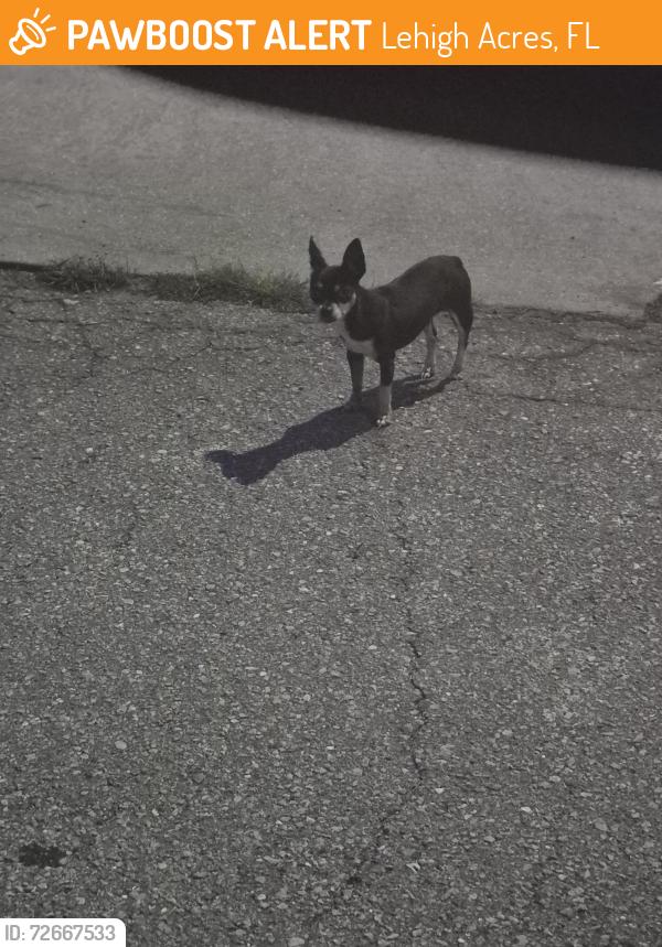 Found/Stray Unknown Dog last seen Xelda av S & 29 st sw, Lehigh Acres, FL 33971
