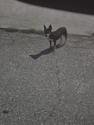 Found/Stray Unknown Dog last seen Xelda av S & 29 st sw, Lehigh Acres, FL 33971
