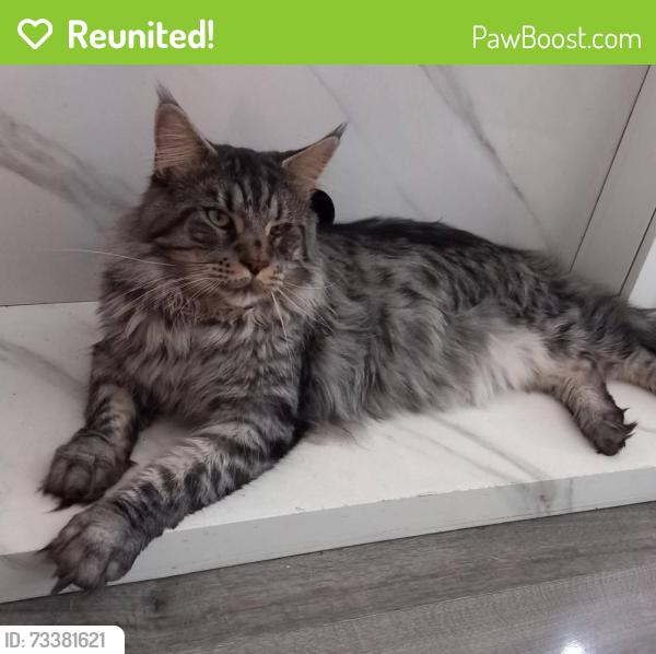 Reunited Male Cat last seen Torrington avenue Knowle. Bs41eq, Bristol City, England 