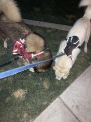 Lost Male Dog last seen S Greemfield Rd, Mesa, AZ 85206