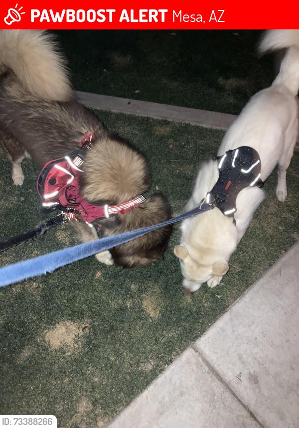 Lost Male Dog last seen S Greemfield Rd, Mesa, AZ 85206