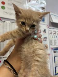 Shelter Stray Male Cat last seen Bexar County, 3353 Morningside Dr, New Braunfels, TX 78132, USA