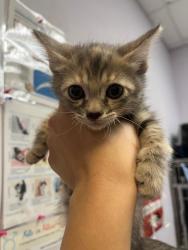 Shelter Stray Female Cat last seen Bexar County, 3353 Morningside Dr, New Braunfels, TX 78132, USA