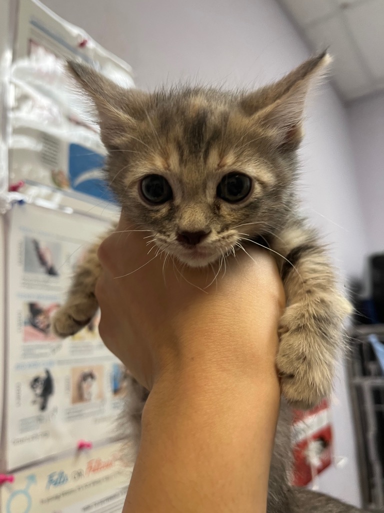 Shelter Stray Female Cat last seen Bexar County, 3353 Morningside Dr, New Braunfels, TX 78132, USA