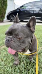 Reunited Male Dog last seen E Ocean Blvd, Long Beach, CA 90803