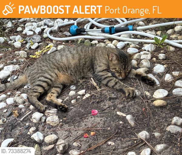 Found/Stray Female Cat last seen Hidden lake drive, Port Orange, FL 32129