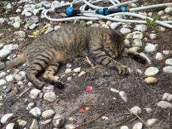 Found/Stray Female Cat last seen Hidden lake drive, Port Orange, FL 32129