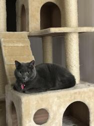Lost Female Cat last seen Take right off Hwy 16N onto Blue Ridge Pkwy. First grassy spot on right, Blue Ridge Pkwy,  27024