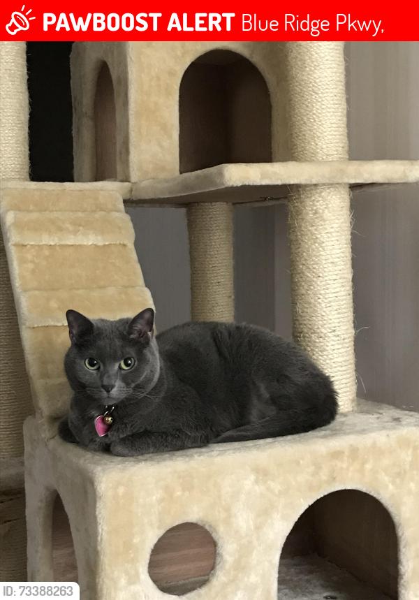 Lost Female Cat last seen Take right off Hwy 16N onto Blue Ridge Pkwy. First grassy spot on right, Blue Ridge Pkwy,  27024