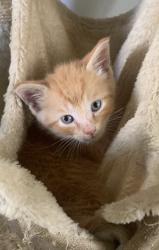 Lost Male Cat last seen Haldy Avenue and Steele Avenue, Columbus, OH 43204