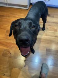 Found/Stray Male Dog last seen Dale Road, Modesto Ca USA, Modesto, CA 95356