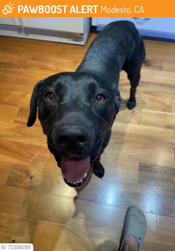 Found/Stray Male Dog last seen Dale Road, Modesto Ca USA, Modesto, CA 95356
