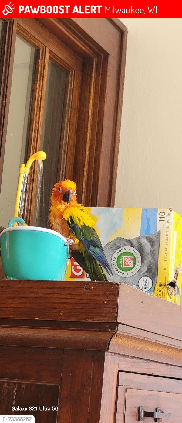 Lost Male Bird last seen Johnson wood st, Milwaukee, WI 53219