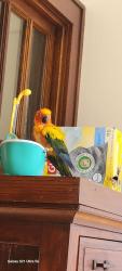 Lost Male Bird last seen Johnson wood st, Milwaukee, WI 53219