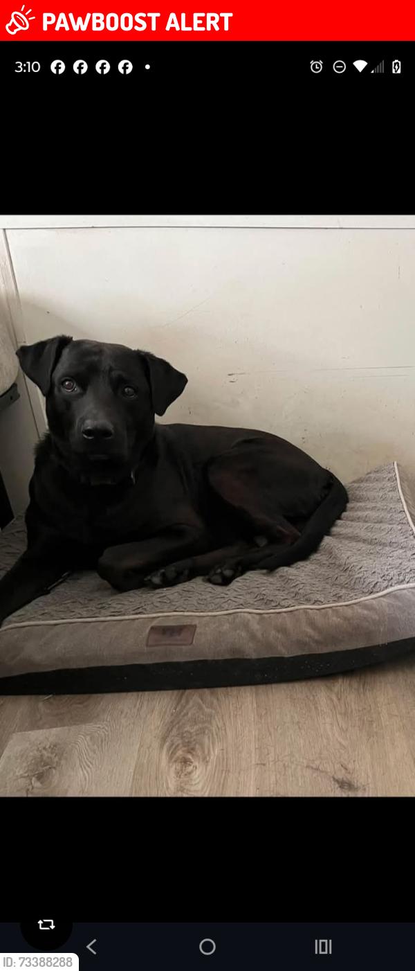 Lost Male Dog last seen Troy Rd, Columbia County, FL 32024