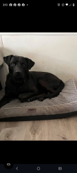 Lost Male Dog last seen Troy Rd, Columbia County, FL 32024