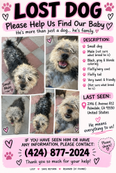 Reunited Male Dog last seen E Avenue R12 & Moonlight Ct, Palmdale, CA 93550, Palmdale, CA 93550