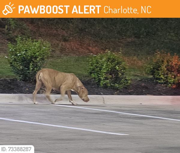 Found/Stray Female Dog last seen Sam's Express Sam's Express Carwash /Exxon, Charlotte, NC 28208
