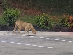 Found/Stray Female Dog last seen Sam's Express Sam's Express Carwash /Exxon, Charlotte, NC 28208