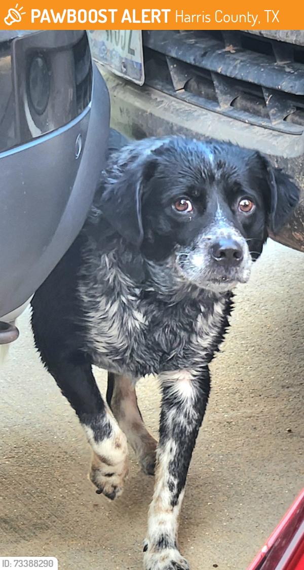 Found/Stray Male Dog last seen Westgreen and Raintree Village Dr, Harris County, TX 77449