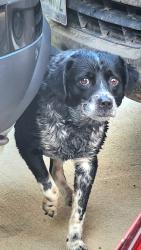 Found/Stray Male Dog last seen Westgreen and Raintree Village Dr, Harris County, TX 77449
