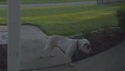 Found/Stray Unknown Dog last seen wildwood drive edgewater, Edgewater, FL 32132