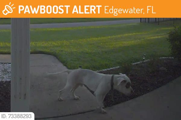 Found/Stray Unknown Dog last seen wildwood drive edgewater, Edgewater, FL 32132