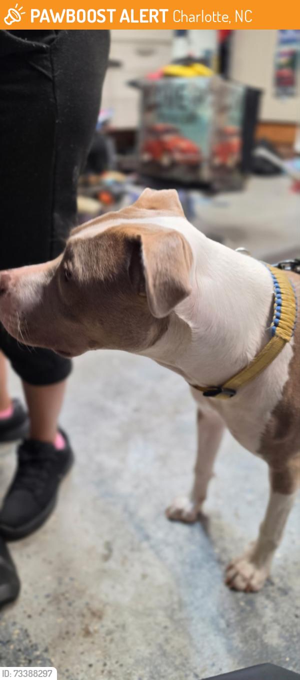 Found/Stray Female Dog last seen Albermalre rd, Charlotte, NC 28227