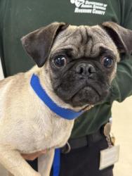 Shelter Stray Male Dog last seen STRONG ST / RIVERA ST, RIVERSIDE, CA 92501, 6851 Van Buren Boulevard, Jurupa Valley, CA 92509, USA