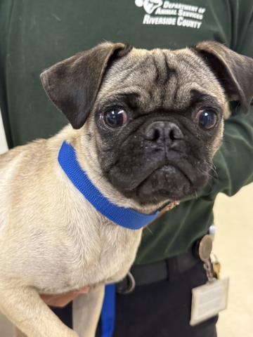Shelter Stray Male Dog last seen STRONG ST / RIVERA ST, RIVERSIDE, CA 92501, 6851 Van Buren Boulevard, Jurupa Valley, CA 92509, USA