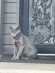 Found/Stray Unknown Cat last seen Near Avenue, Queens, NY 11420