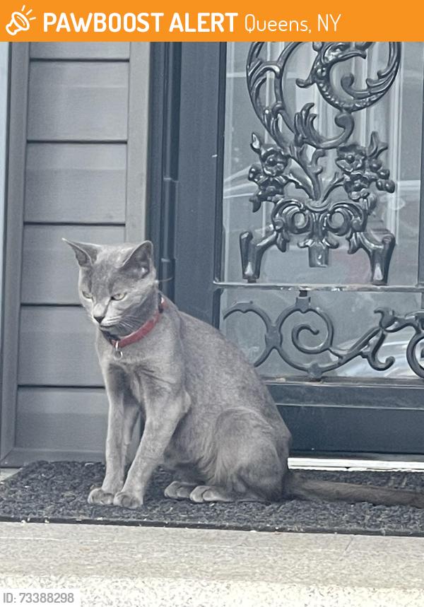 Found/Stray Unknown Cat last seen Near Avenue, Queens, NY 11420