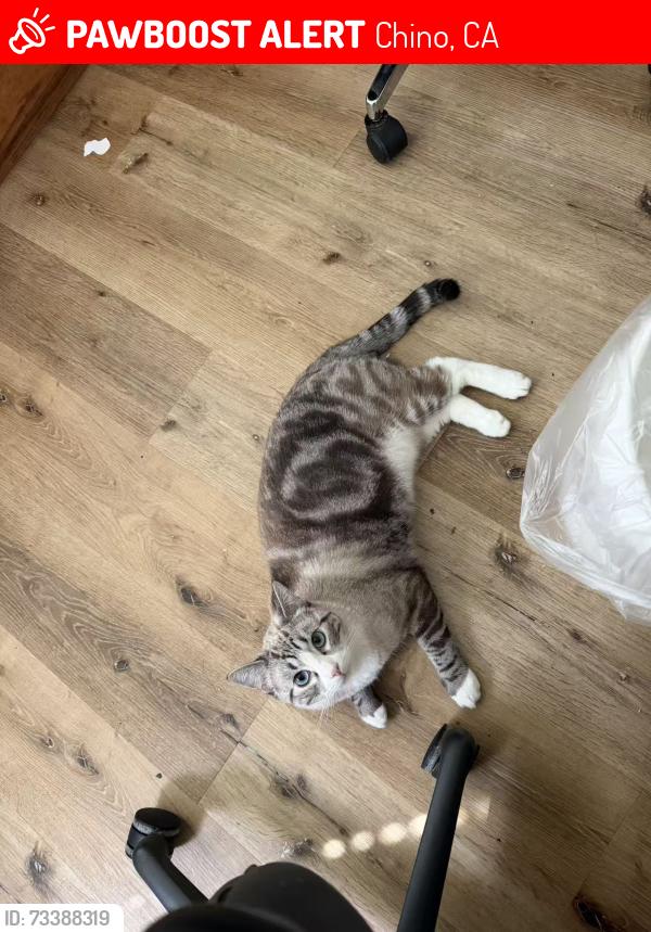 Lost Male Cat last seen Autumn path st and huckleberry Ave, chino, Chino, CA 91708