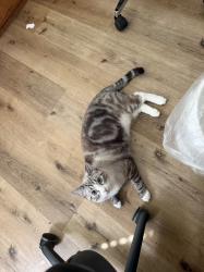 Lost Male Cat last seen Autumn path st and huckleberry Ave, chino, Chino, CA 91708
