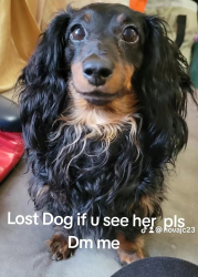 Lost Female Dog last seen edmund avenue and John F Kennedy highschool, Paterson, NJ 07502