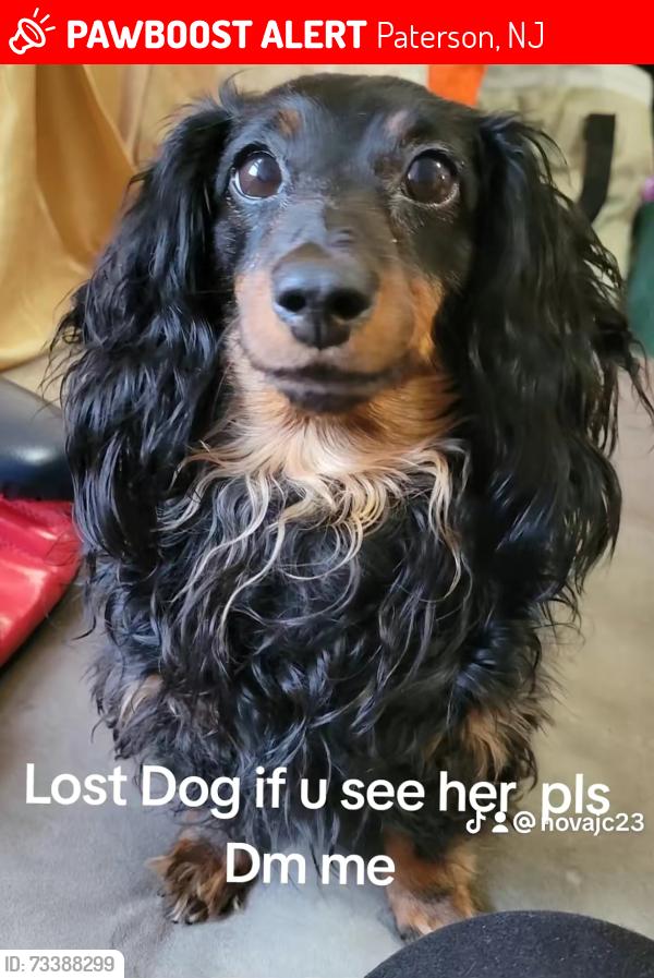 Lost Female Dog last seen edmund avenue and John F Kennedy highschool, Paterson, NJ 07502