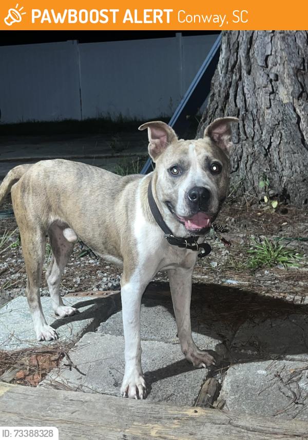 Found/Stray Male Dog last seen Main Street right pat Collin’s park by Ed’s hobby., Conway, SC 29526