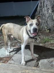 Found/Stray Male Dog last seen Main Street right pat Collin’s park by Ed’s hobby., Conway, SC 29526
