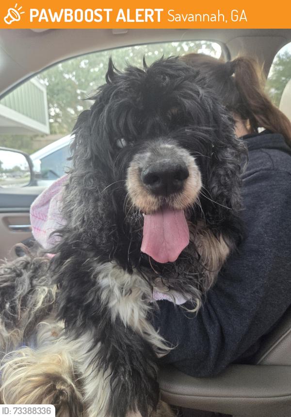 Found/Stray Unknown Dog last seen Bacon Park near community pool, Savannah, GA 31406