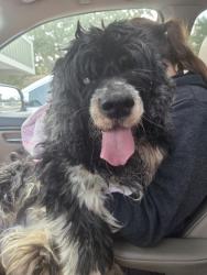 Found/Stray Unknown Dog last seen Bacon Park near community pool, Savannah, GA 31406